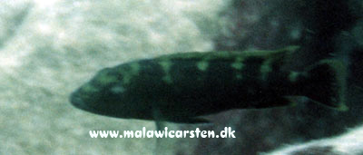 Melanochromis baliodigma ? i Mozambique